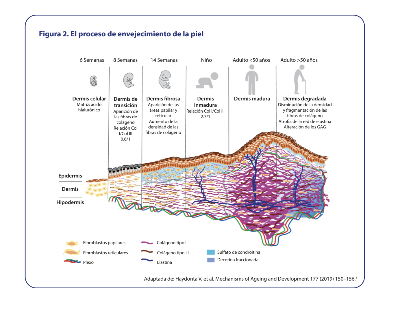 Proceso de envejecimiento de la piel - Figura 2